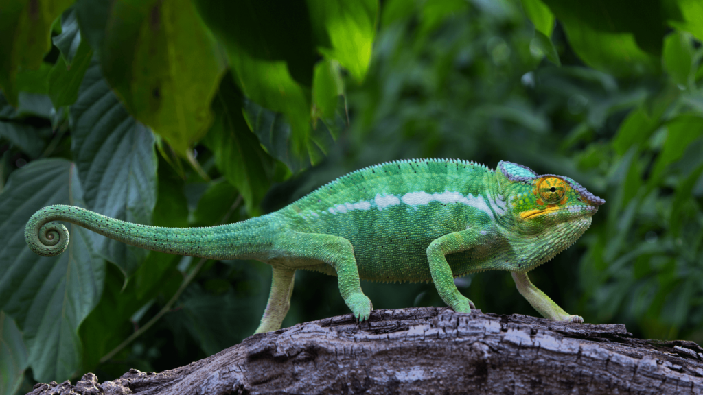 Unveiling the Enchanting Realm of Endemic Fauna in Madagascar : A Deeper Dive into Nature's Masterpieces Cameleon-cannels-tour-madagascar