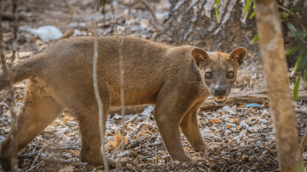 Unveiling the Enchanting Realm of Endemic Fauna in Madagascar : A Deeper Dive into Nature's Masterpieces Fosa-cannels-tour-madagascar